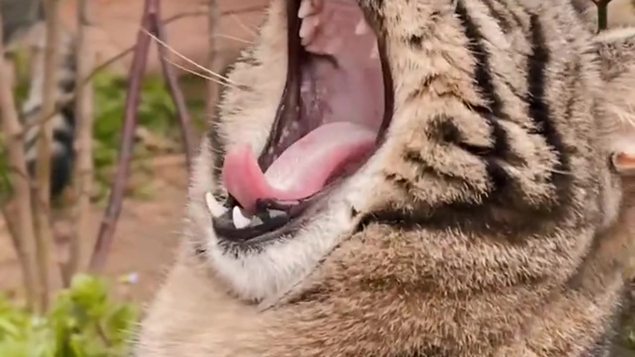 Cat opening its mouth...!!!