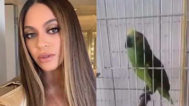INCRÍVEL O INGLÊS DESTE PAPAGAIO CANTANDO BEYONCÉ ....