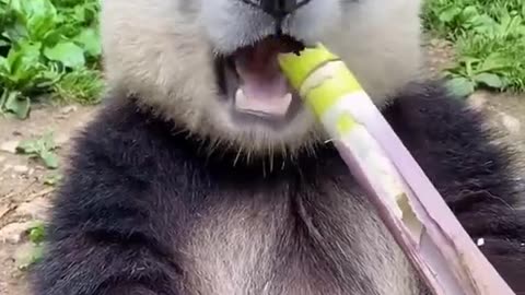 Panda eating sugar cane