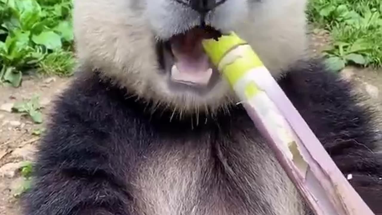 Panda eating sugar cane