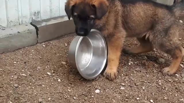 Puppy and a bowl.