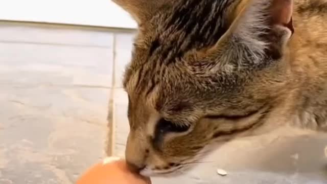 A cat play with egg.