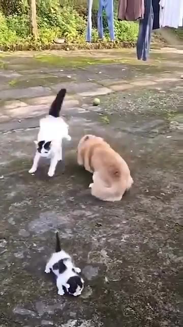 Cat and dog funny video