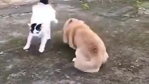 Cat and dog funny video