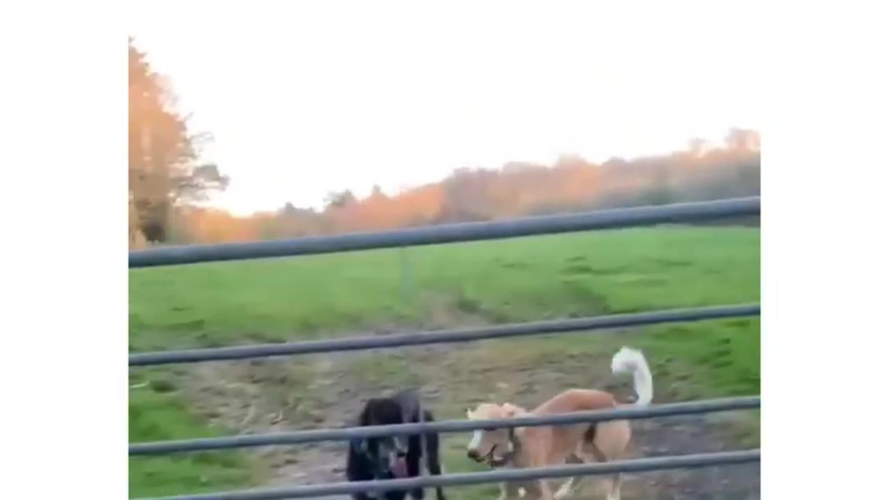 Funny Animal Videos