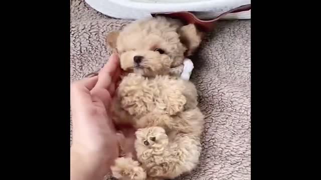 Best Animals 2 Minutes of Funny Cats and Dogs Videos