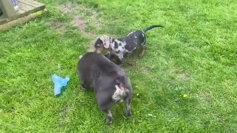 Sirius Q Has A New Freind Called Sully