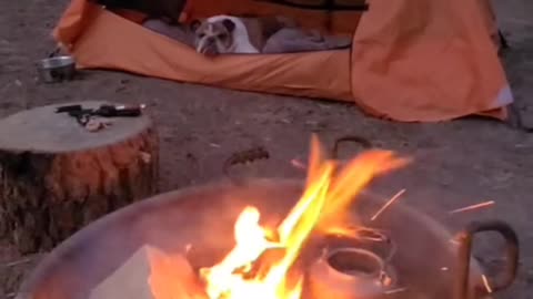 fire,dog focused on fire, firesound and piano, camping in green forest, #relaxing, #amazing#anyworld