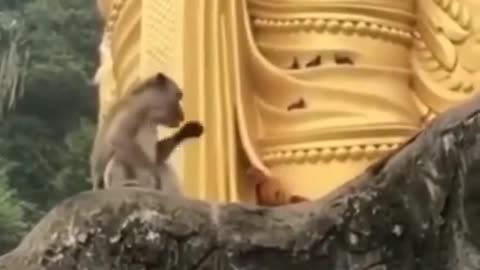 Try not to laugh