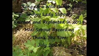 Song from a bunch of wild showy lady slippers 2019 rescued and replanted in 2018