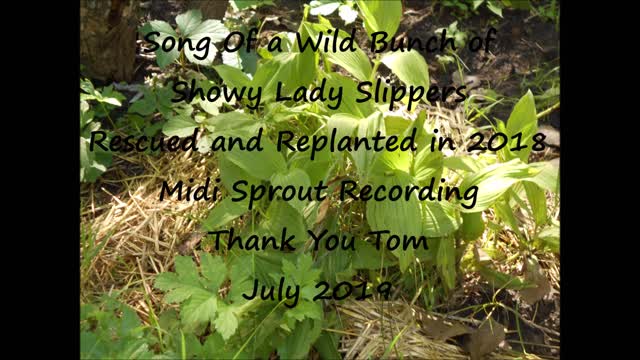 Song from a bunch of wild showy lady slippers 2019 rescued and replanted in 2018