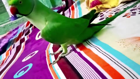 talking parrot 🥰😍