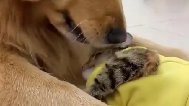 love between dog & cat