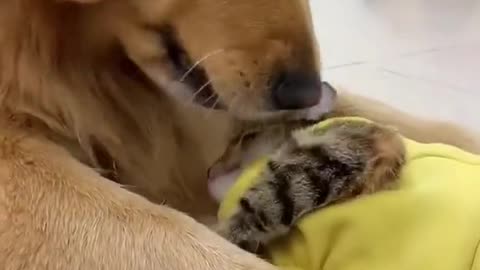 love between dog & cat