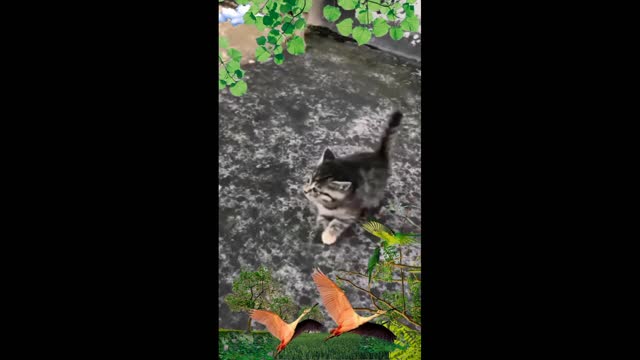 Cat baby jumping training