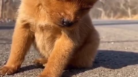 A very cute dog with a funnier bird