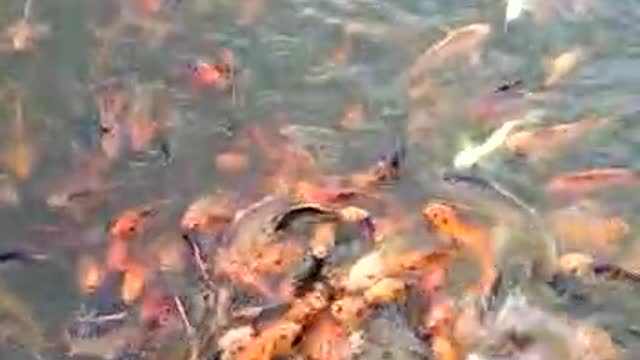 Water fish and nice video