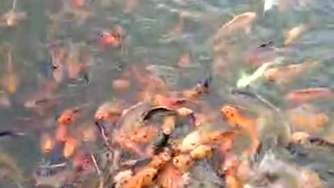 Water fish and nice video