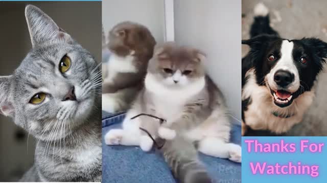 Funny Adorable Cats and Funny Dogs Videos Compilation 2021