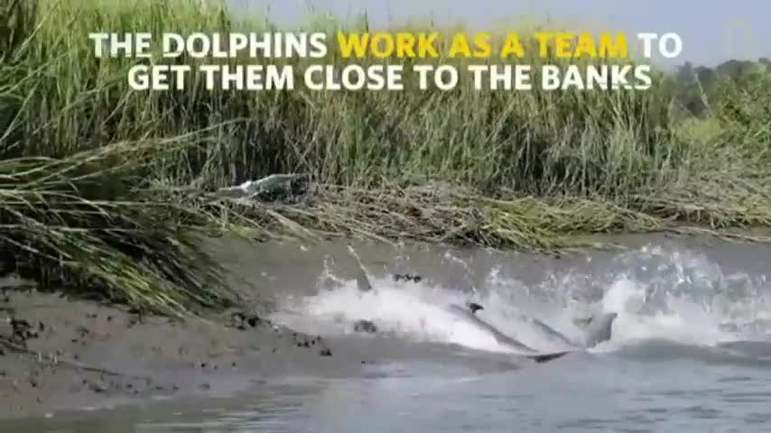 Short video of marine animals dolphin