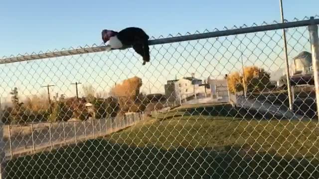 Cat Straddling Fence Freed From Suffocating Snack