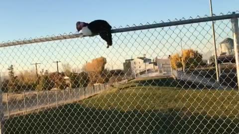 Cat Straddling Fence Freed From Suffocating Snack
