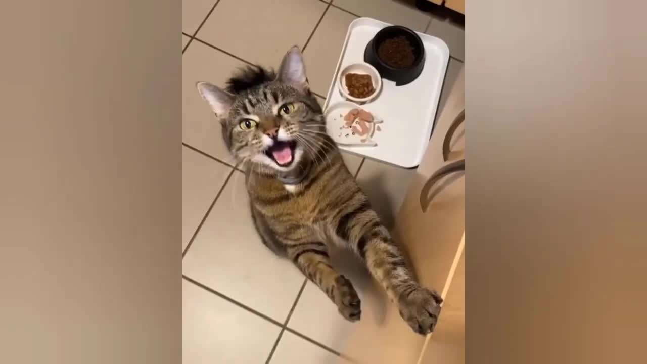 Funny moments of Dog and cat Eating food