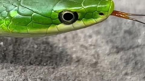 Green snake