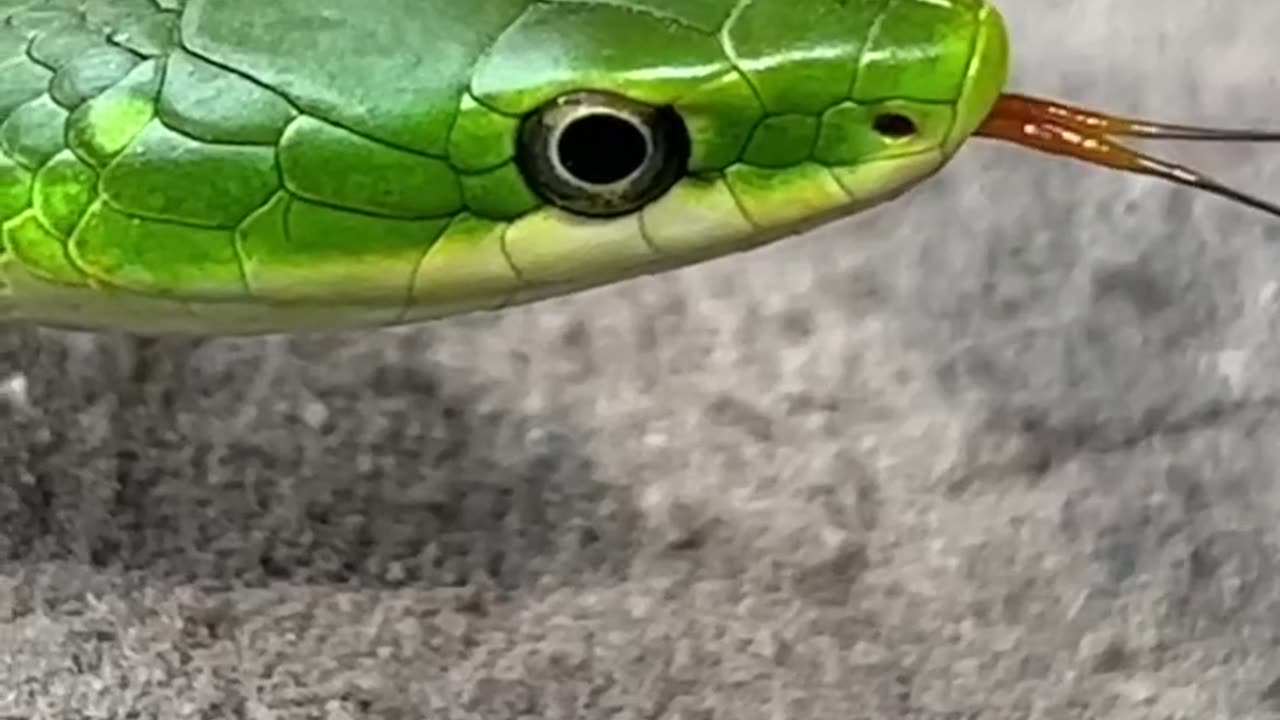 Green snake