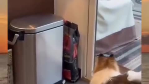 Funny animals