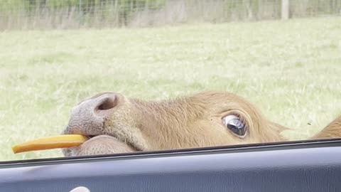 Little Calf Gets a Carrot Treat
