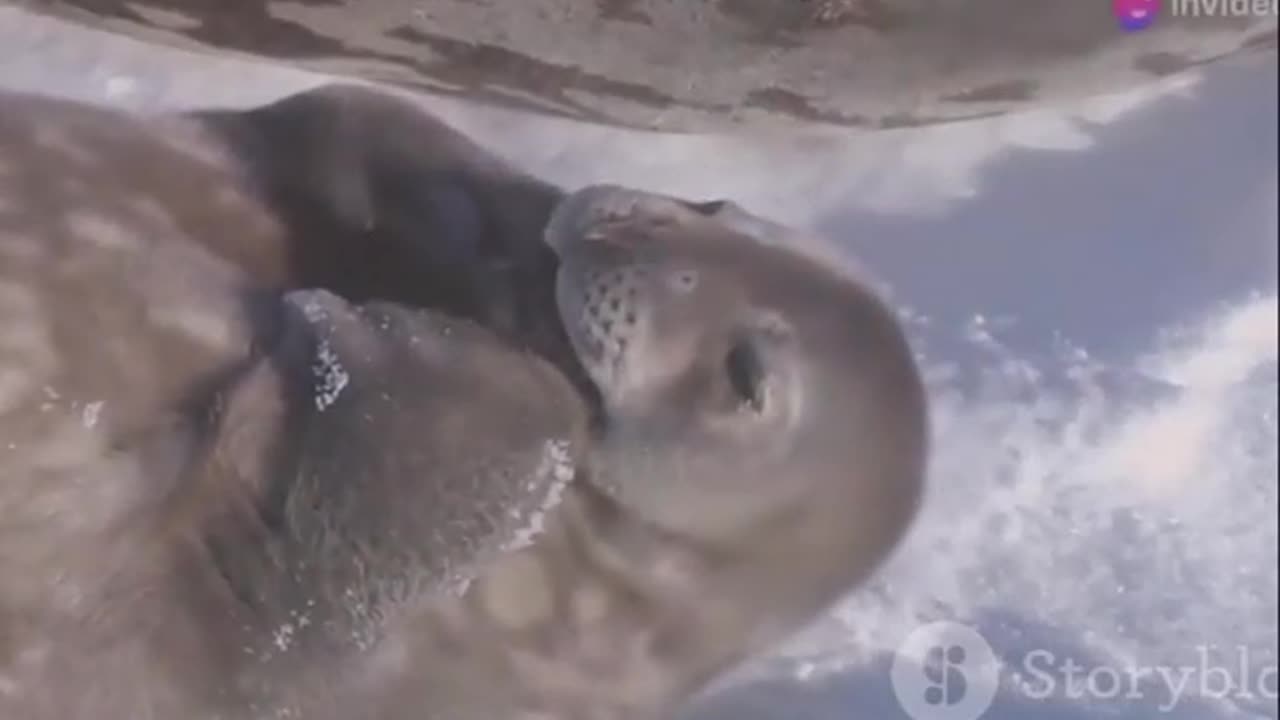 Harp Seal Pups Adorable Survival in Frozen Canada