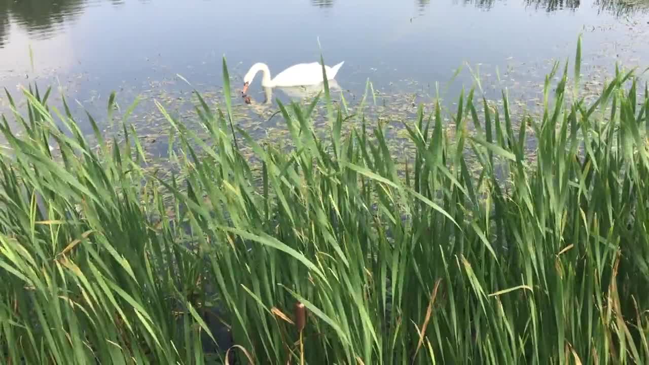 Cute Duckling - A Funny Duck Videos Compilation || NEW HD