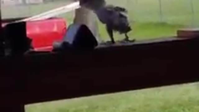 This baby bird knows how to dance much better than me