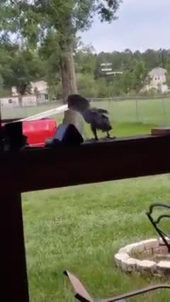 This baby bird knows how to dance much better than me