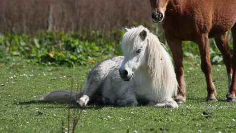 maye 🐎 horse