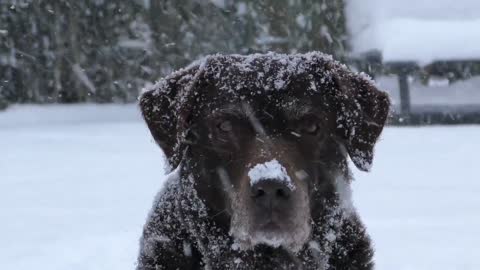 labrador dog in the snow