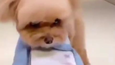 FUNNY DOGS MAKES DELIVERY ON TIME AND FUNNY Animals Videos Compilation (2021)#_short