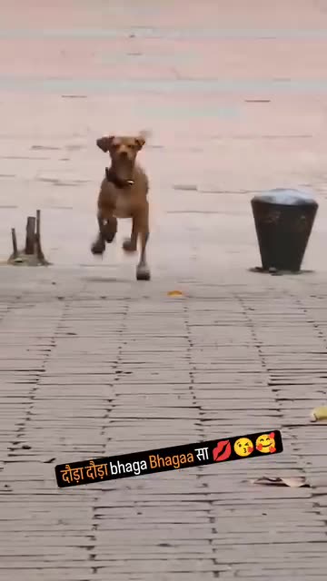 Funny moments with dog #29 🐕