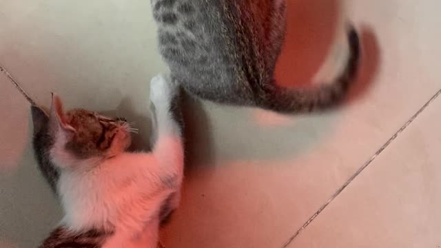 what is this? This is my tail.