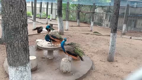 The plumes of the peacock are beautiful and brightly colored.