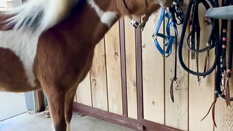 Mini Pony Loves the Breeze in His Hair