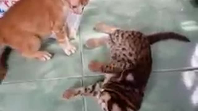 The difference between a bobcat and an ordinary cat