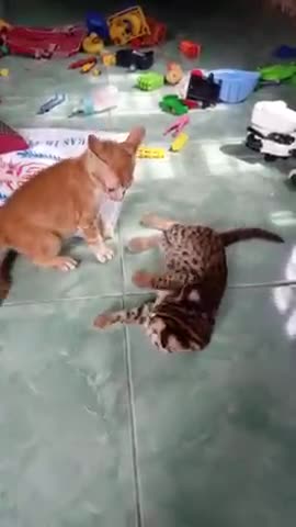 The difference between a bobcat and an ordinary cat