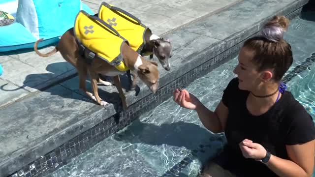 Teaching Dogs How To Swim