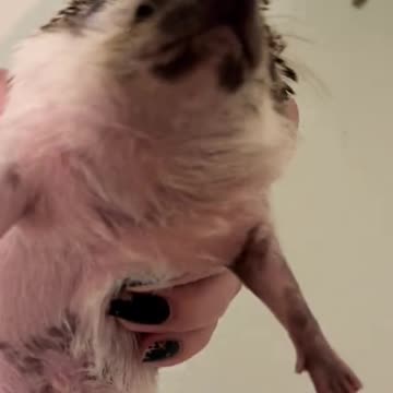 How hedgehogs swim and poop 😔