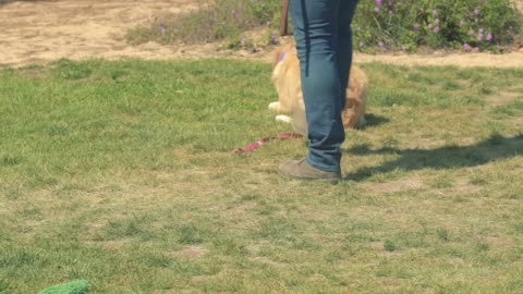 Meet_The_Puppies Training_To_Be_Service Dogs