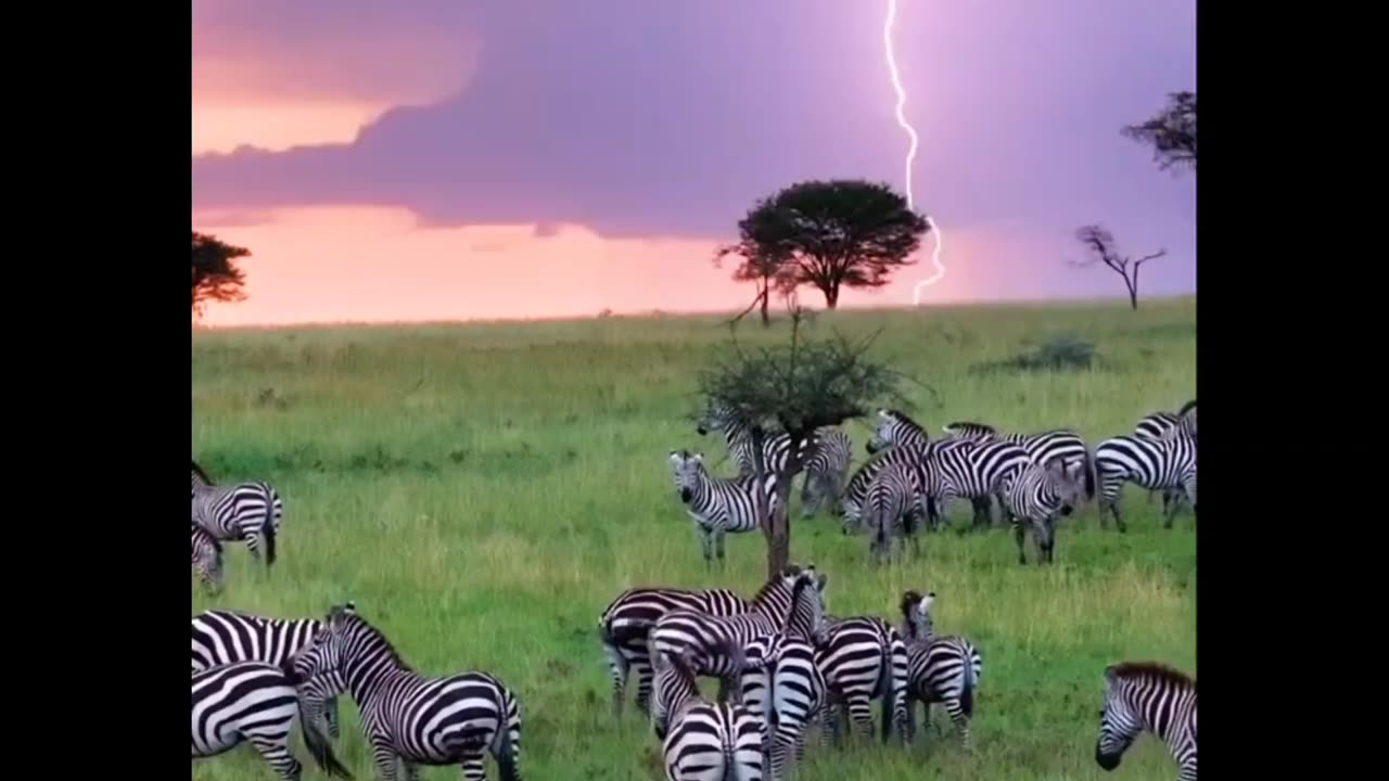 Thunderstorm in Africa ⚡️🦓