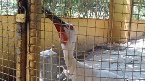 Is this a red-crowned crane?