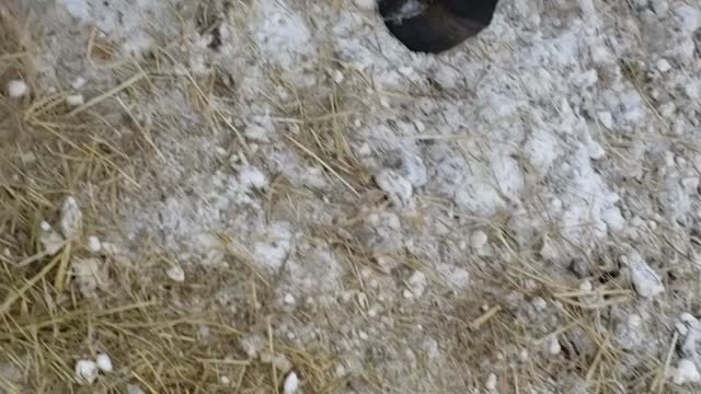 Fun On The Farm - Morning Chores with the Ladies